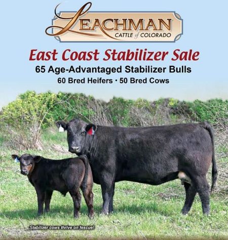 Leachman East Coast Stabilizer Sale