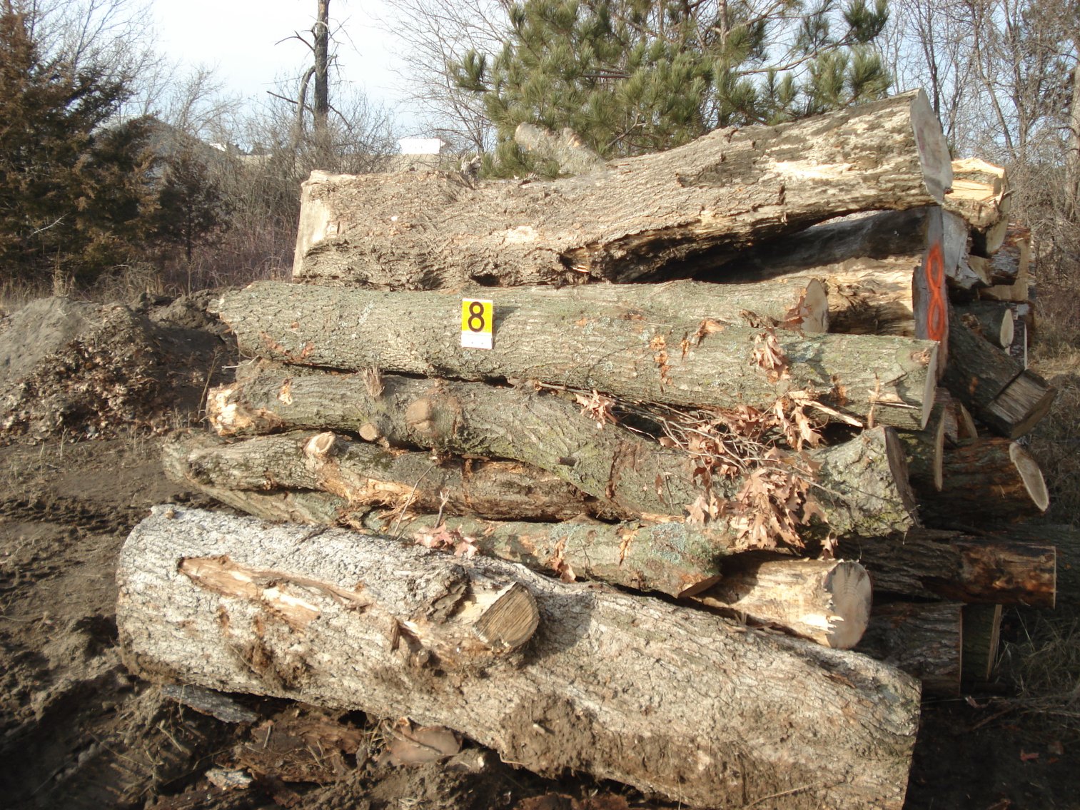 Sherburne County Fire Wood & Lumber Logs